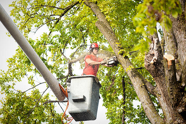 Trusted Lake Station, IN Tree Removal Experts